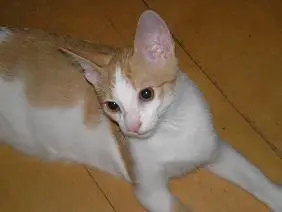 Foto de Mingau (Reprodução/Extra Online)