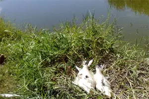 Peixes mortos na lagoa da Ufes (foto: Melina Mantovani)