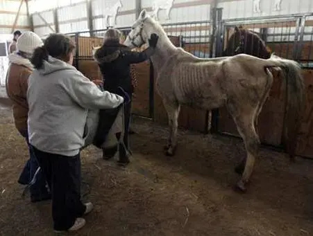 Foto: Voluntários executam resgate de cavalos