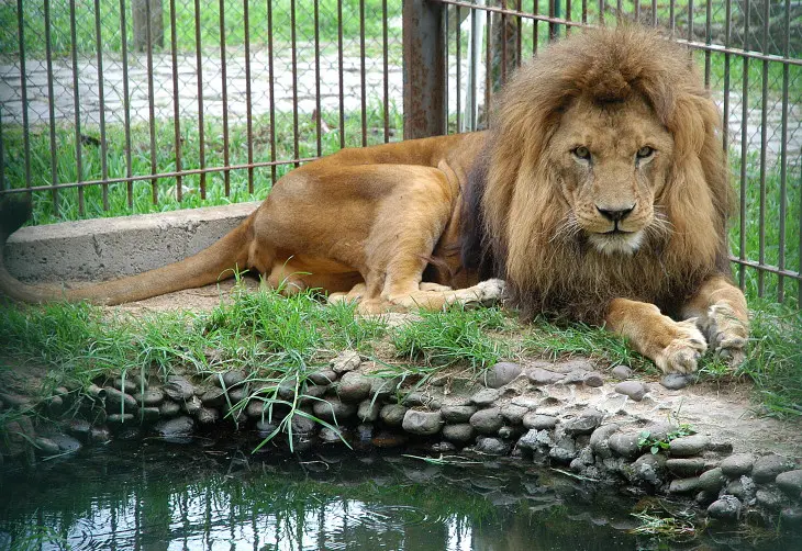 No habitat natural, na savana africana, ele poderia ter chegado aos 20 anos - Daiane Nardino, divulgação