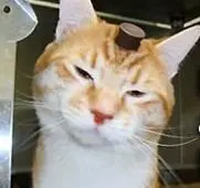 Foto: PETA