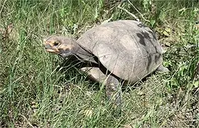 Caçar ou manter preso qualquer animal da fauna silvestre é crime ambiental e a multa chega a R$ 500