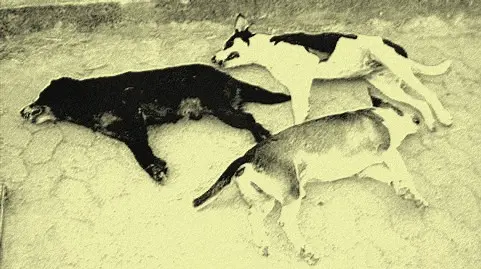 Foto: Reprodução/Apuka Online