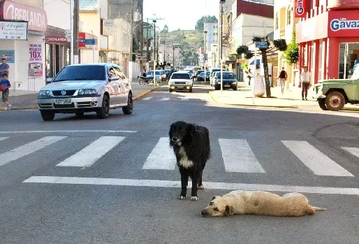 Enquanto o cachorro claro estava caído na rua, o de pelo escuro o protegia e, talvez sem imaginar, se tornava um verdadeiro herói (Foto: São Joaquim Online, Divulgação)