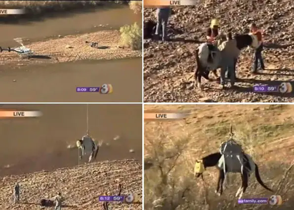 Cavalo é resgatado de banco de areia depois de cinco dias isolado (Foto: Reprodução/azfamily.com)