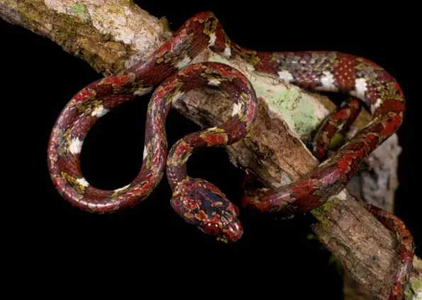 A cobra 'sugadora de caracóis'. (Foto: Paul S. Hamilton/RAEI.org)