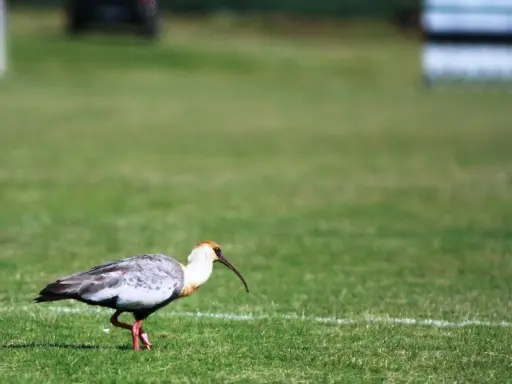 Foto: Reprodução/Coritiba Foot Ball Club
