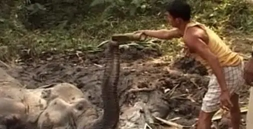 imagem da elefanta sendo alimentada pelos camponeses
