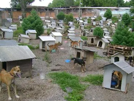 ONG que cuida de cães abandonados pede socorro (Foto por Tiago Dias/Divulgação)