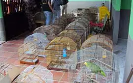No total, 71 aves da fauna silvestre foram apreendidas pelo Ibama no Ceará  (Foto: Divulgação/Ibama) 