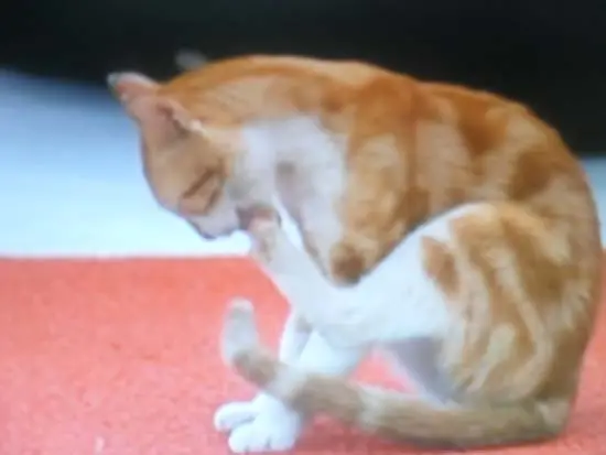 imagem do gato que visitou o programa