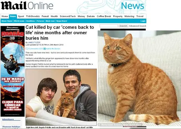 foto do gato