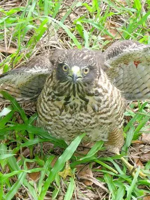 Gavião ferido foi encontrado em quintal no bairro Fonseca, em Niterói (Foto: Paulo Coutinho)