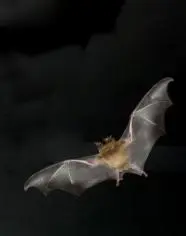 O morcego é o único mamífero que voa