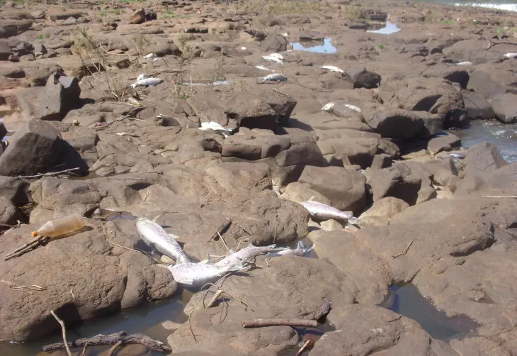 A Polícia Ambiental investiga as causas da morte dos peixes - Márcio Geraldine, Divulgação