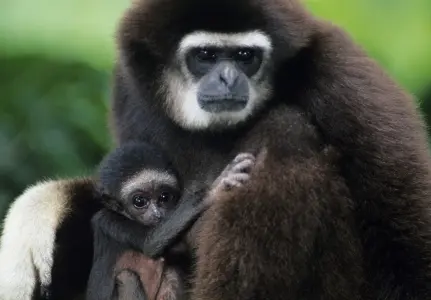 Primatas ameaçados: crenças religiosas e medicinais (Foto: Getty Images)