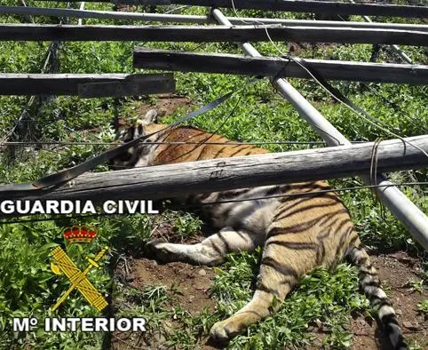 foto de um tigre morto