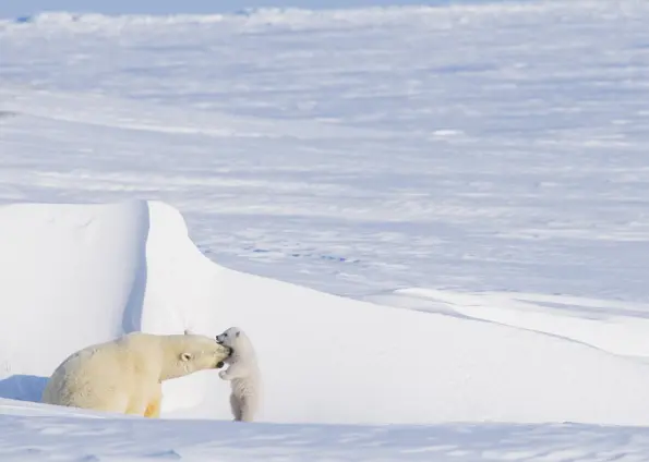 (Foto: Steven Kazlowski/Barcroft Media/Getty Images) 