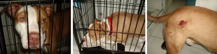 foto do pitbull que foi baleado, já em recuperação