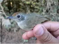 Ave choquinha alagoana que está ameaçada de extinção