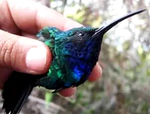 foto do beija-flor raro em mãos humanas
