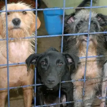 foto de caes abandonados