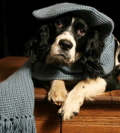 foto de um cãozinho com aspecto resfriado