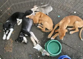 foto dos animas do ccz que aguardam por adoção