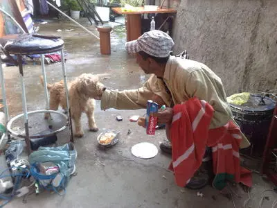 Cachorro 'órfão' do Morro do Bumba tem novo tutor