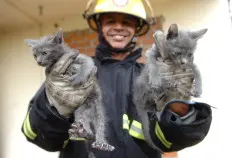 Sargento Marcelo encontrou os dois gatos cobertos por uma manta (Foto:Porthus Junior)