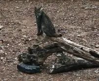 foto de um lince