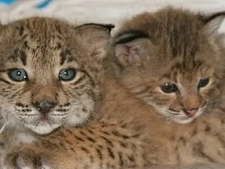 Foto de dois linces (Imagem: Reprodução/APGVN)