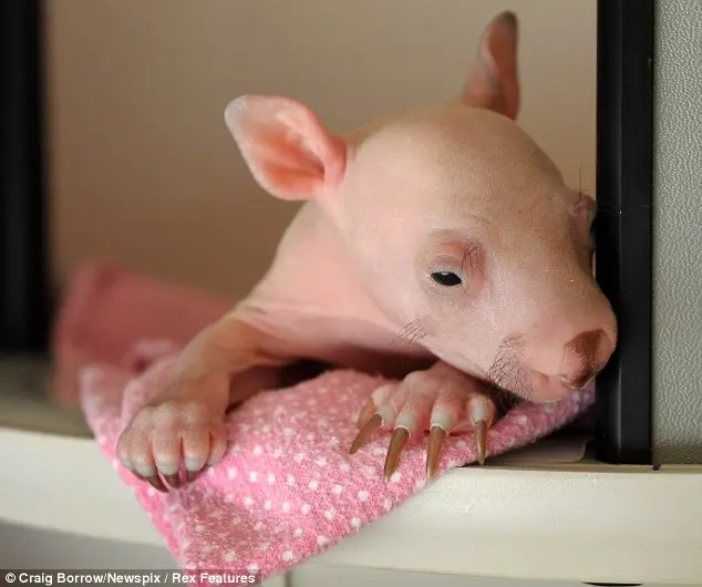 foto de marsupial