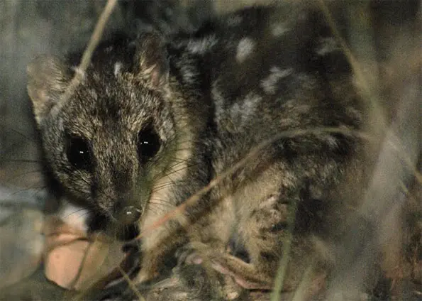 Gato Marsupial está ameaçado de extinção. (Foto: Wildlife Explorer/Wikimedia Commons)