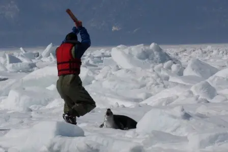 foto de uma foca sendo morta por um homem