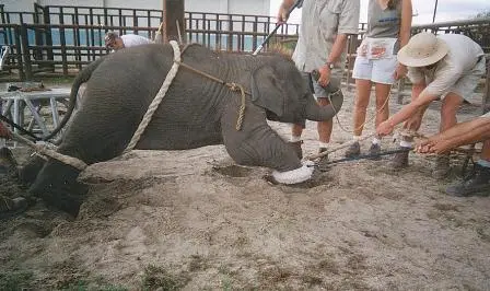 imagem ilustrativa mostra um bebê elefante acorrentado para adestramento em circo