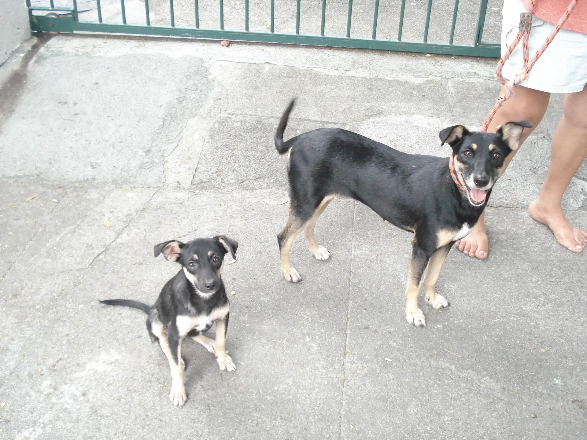 foto dos cachorrinhos resgatados