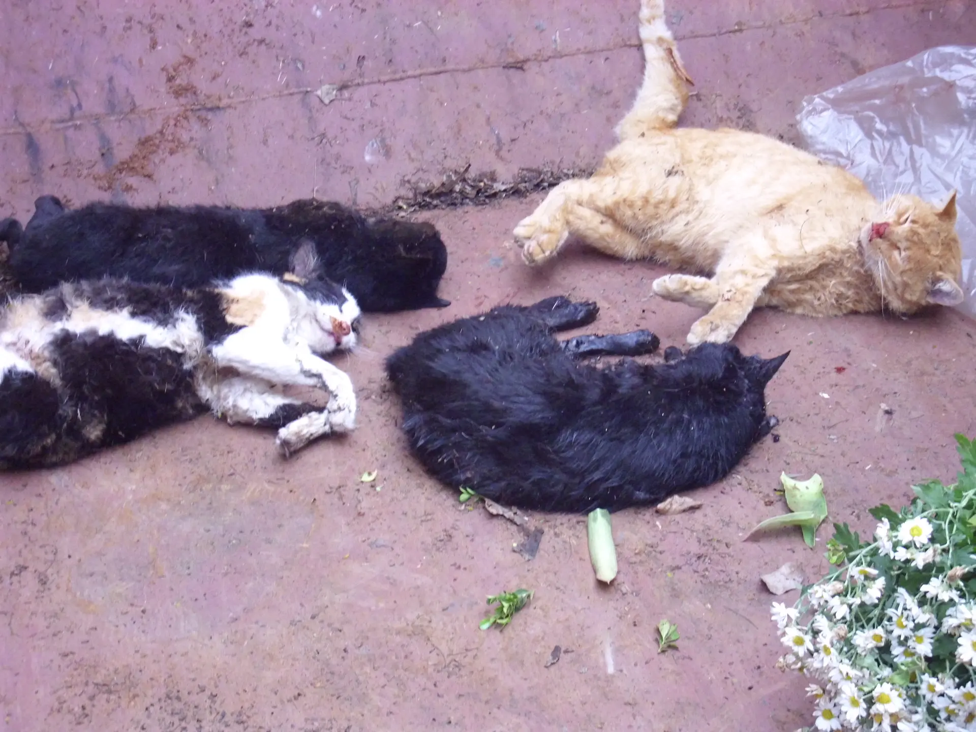 foto dos gatos encontrados mortos no cemitério