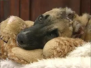 foto da cadelinha susie, vítima de um caso clássico e terrível de maus-tratos nos EUA