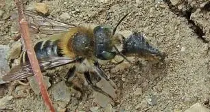 Abelha solitária da espécie Osmia avosetta. (J.Rozen)