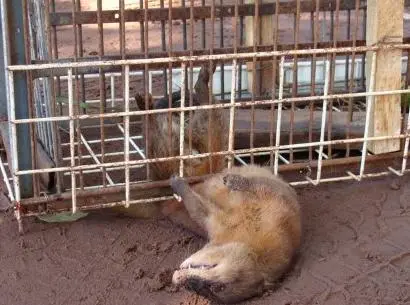 foto dos animais feridos, vítimas das armadilhas de caça