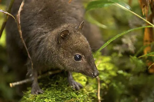 O menor animal já visto da família dos cangurus, encontrado nas montanhas. Tim Laman/Reuters