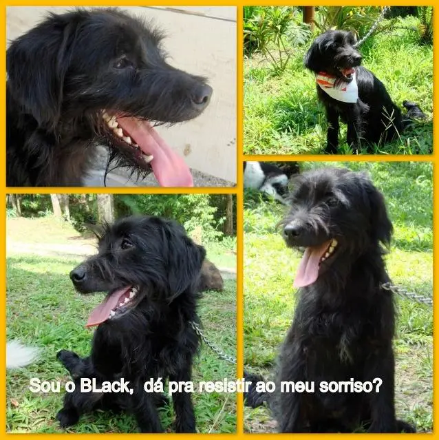 foto do caozinho aguardando adoção