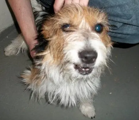 foto do cao Scruffy