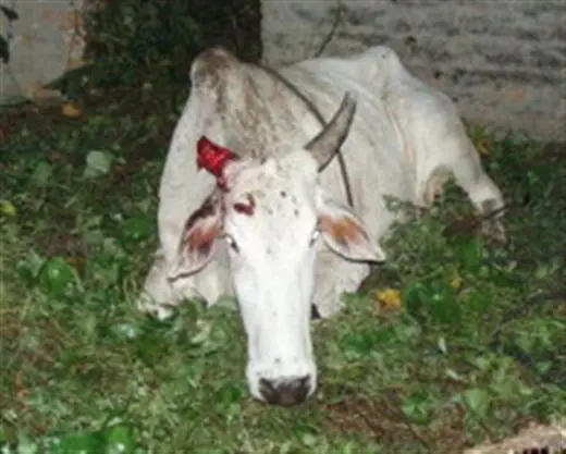 foto de um animal sangrando, vítima da crueldade que é a farra do boi