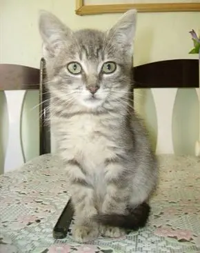 foto do gatinho xumbinho, que aguarda adoção