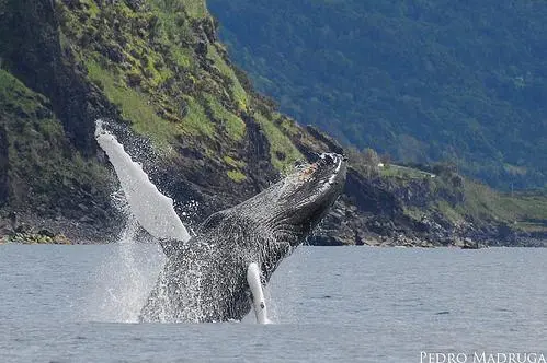 foto de um cetaceo em seu habitat