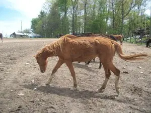 Foto de um cavalo muito magro, vítima de maus-tratos