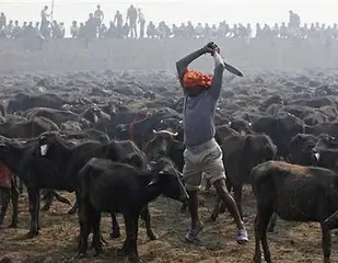 imagem de um homem prestes a assassinar um animal