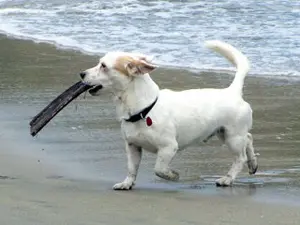 Paco foi encontrado em praia no México. (Foto: Divulgação)
